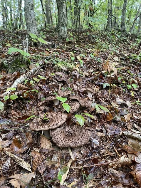 日本料理 新茶家 - 奥州市その他（日本料理）の写真