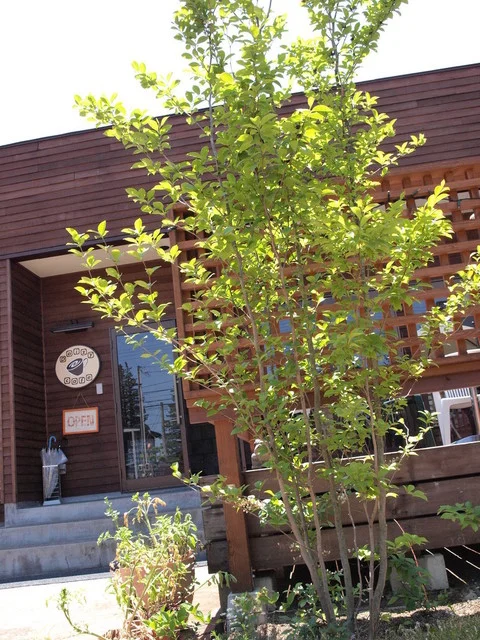 ＤＡＩＺＹ（デイジー） - 米沢（カフェ）の写真