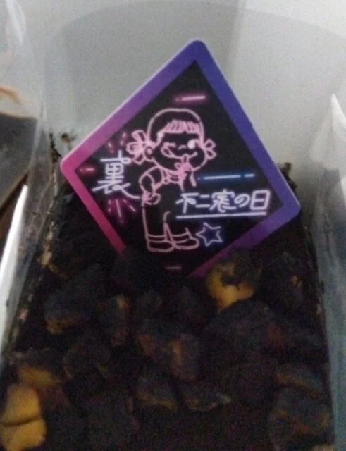 不二家 山形青春通り店（FUJIYA） - 蔵王（ケーキ）の写真