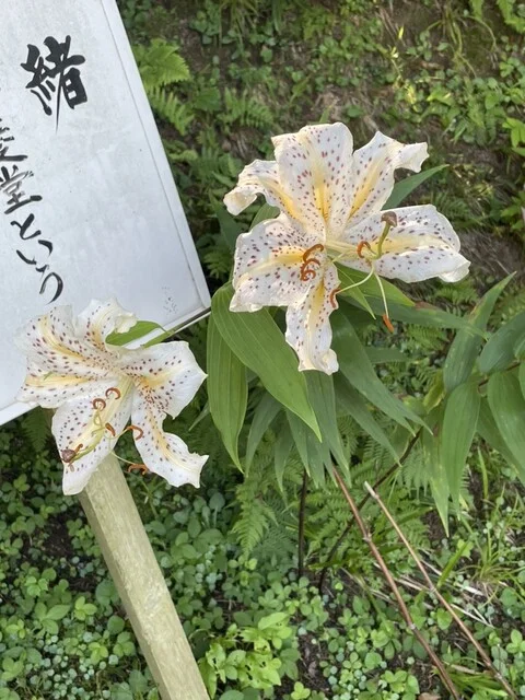 松栄堂 弁慶園 - 平泉（和菓子）の写真