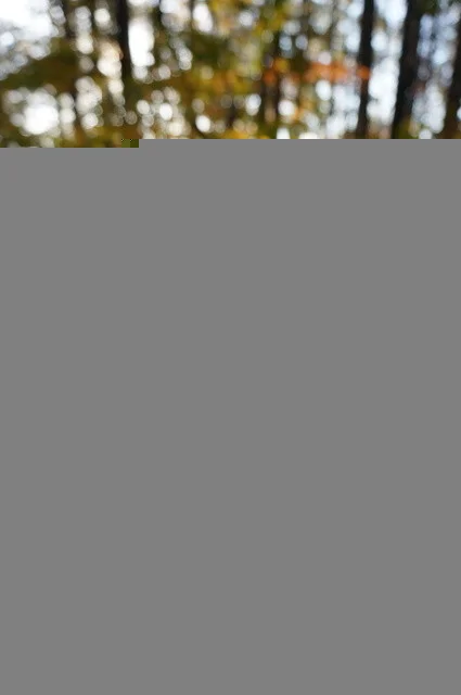 松ぼっくり - 雫石町その他（ジェラート・アイスクリーム）の写真