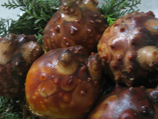 四季旬彩 中村 - 大船渡（居酒屋）の写真