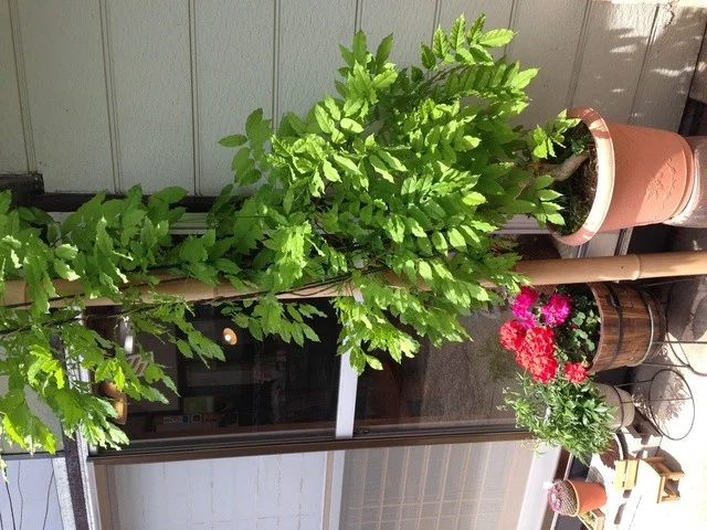 cafe  とまとの店 - 秋田（カフェ）の写真