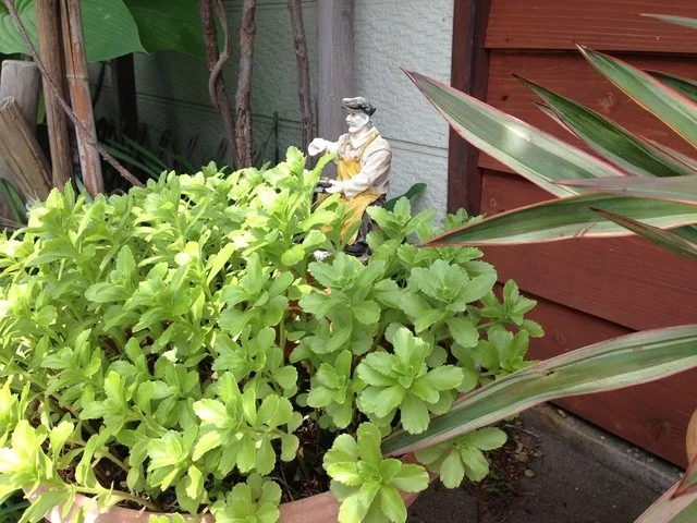 cafe  とまとの店 - 秋田（カフェ）の写真