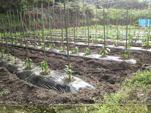 ジンギスカン・シロー - 蔵王（ジンギスカン）の写真