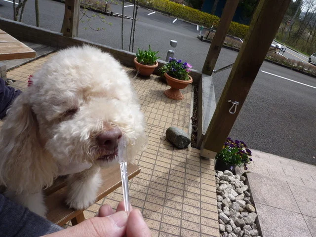 ぶなの森（ブナノモリ） - 蔵王町その他（イタリアン）の写真