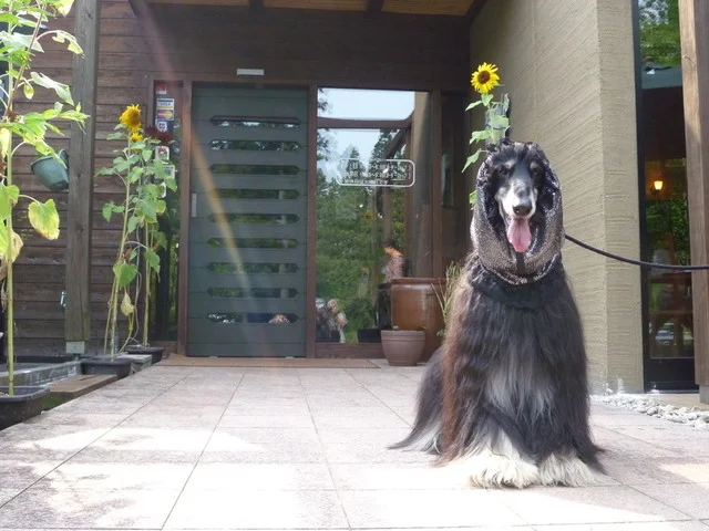 ぶなの森（ブナノモリ） - 蔵王町その他（イタリアン）の写真