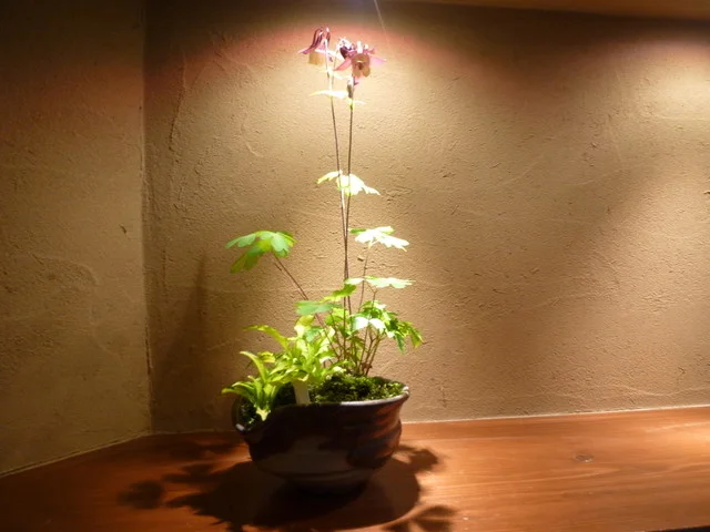 ぶなの森（ブナノモリ） - 蔵王町その他（イタリアン）の写真