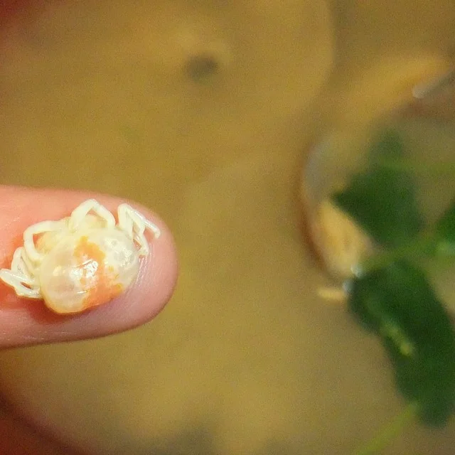 金太郎寿し 新斎店（きんたろうずし） - 鶴岡（回転寿司）の写真