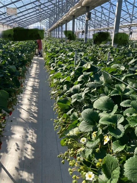 北上いちご園 - 柳原（その他）の写真