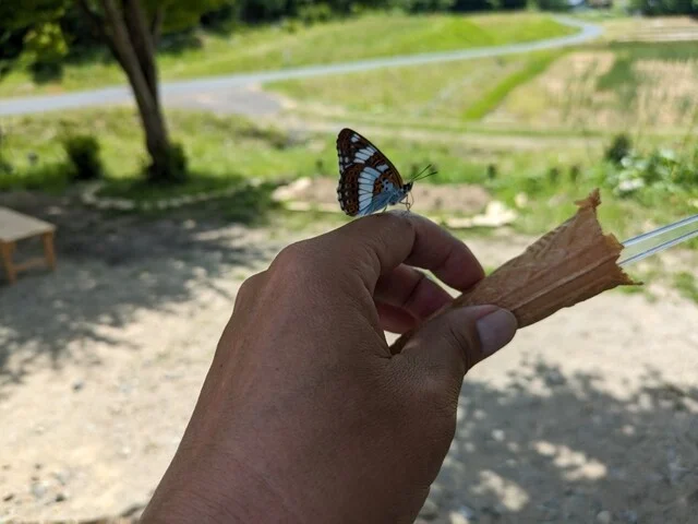 ベルテーラ - 小山田（ジェラート・アイスクリーム）の写真