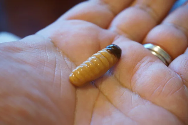 小松屋本店 - 横手（ケーキ）の写真