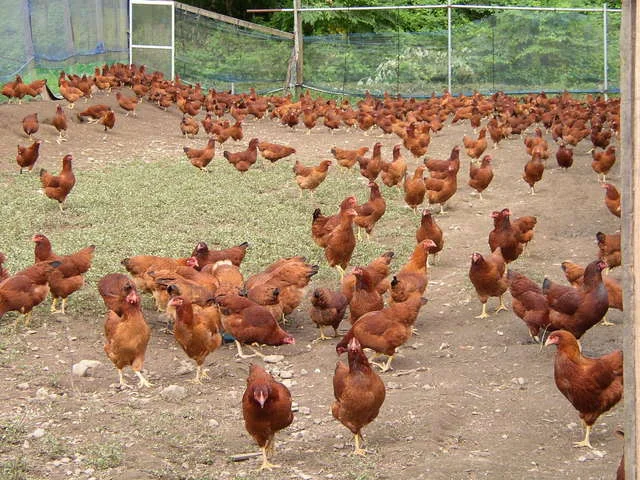 秋田比内地鶏生産責任者の店　本家あべや 秋田店 - 秋田（焼き鳥）の写真