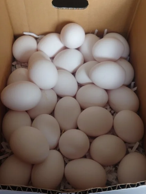 斎藤養鶏場 - 横倉（その他）の写真