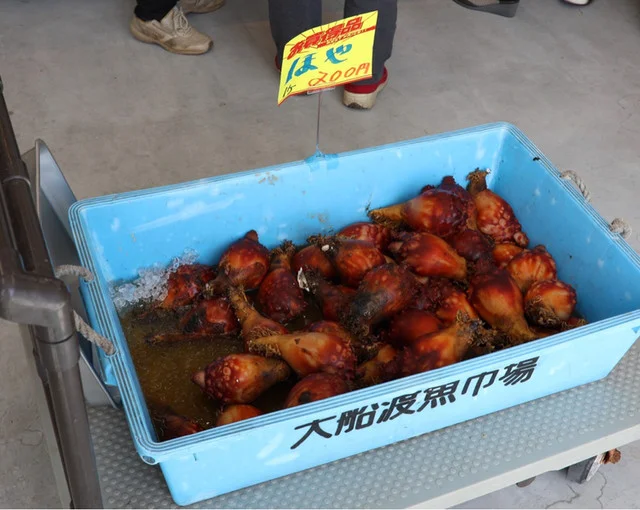 鮮魚うえの - 大船渡（その他）の写真