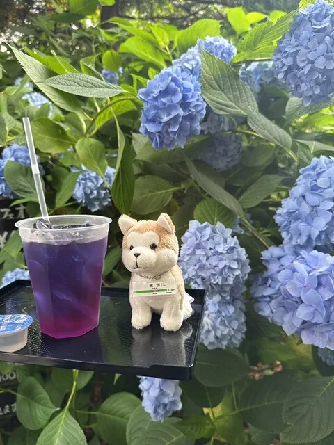 あじさいカフェ - 男鹿市その他（カフェ）の写真