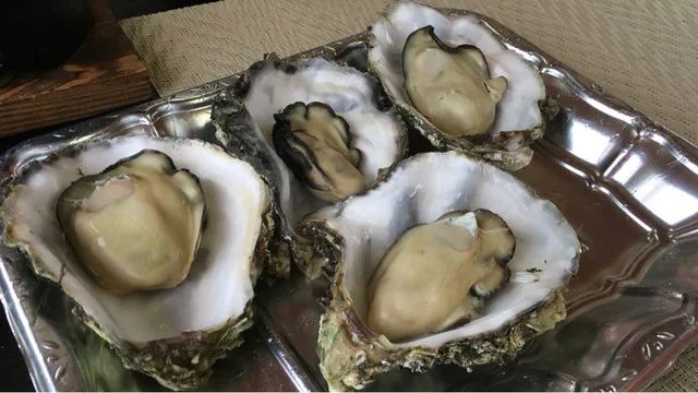 大船渡 屋形船 潮騒（大船渡 屋形船 しおさい） - 陸前赤崎（屋形船・クルージング）の写真