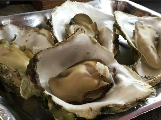 大船渡 屋形船 潮騒（大船渡 屋形船 しおさい） - 陸前赤崎（屋形船・クルージング）の写真