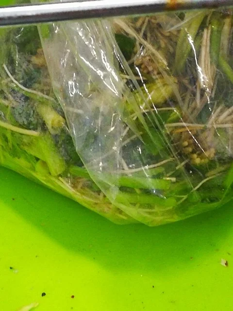 洸洋 - 石巻市その他（海鮮）の写真