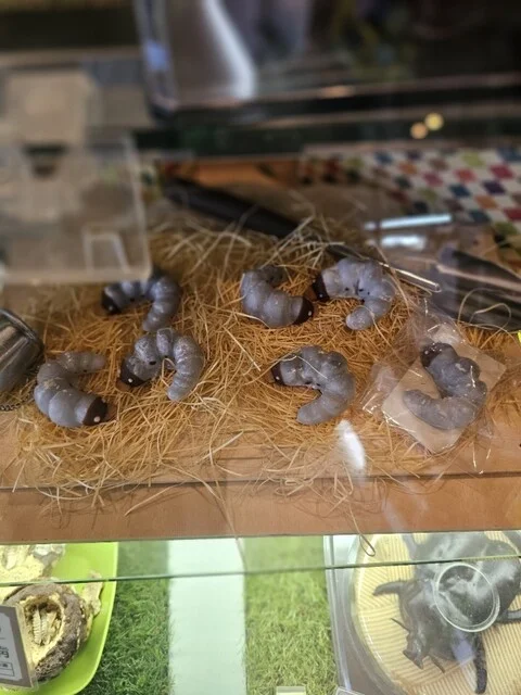 小松屋本店 - 横手（ケーキ）の写真