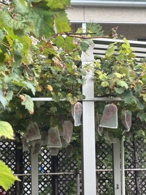 カフェレストラン ビクトリア（CAFE RESTAURANT VICTORIA） - 盛岡（カフェ）の写真