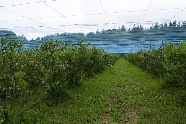 岩手林業ブルーベリー園 - 滝沢（その他）の写真