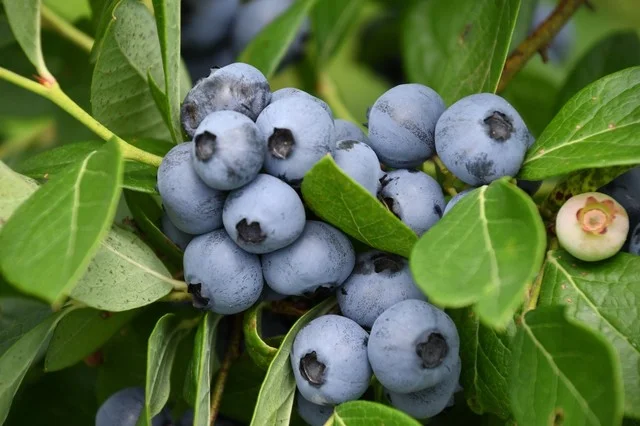 岩手林業ブルーベリー園 - 滝沢（その他）の写真