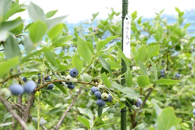 岩手林業ブルーベリー園 - 滝沢（その他）の写真