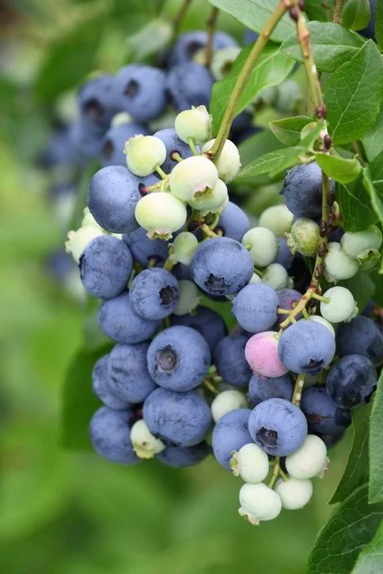 岩手林業ブルーベリー園 - 滝沢（その他）の写真