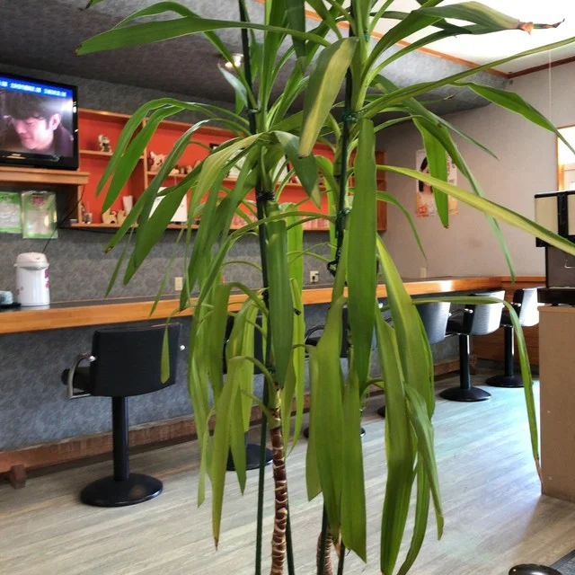 レストラン 峰 - 沢目（日本料理）の写真