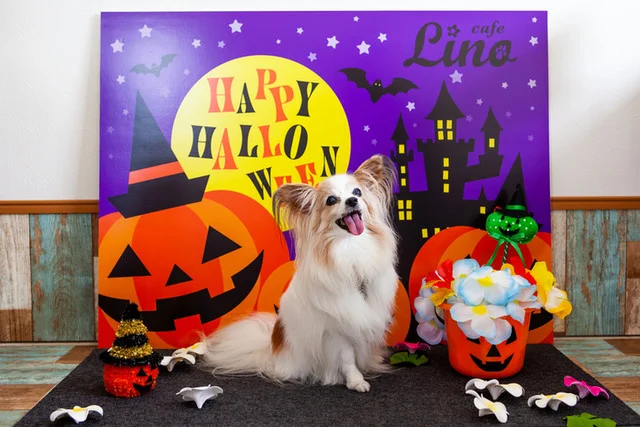 cafe Lino - 米沢（カフェ）の写真