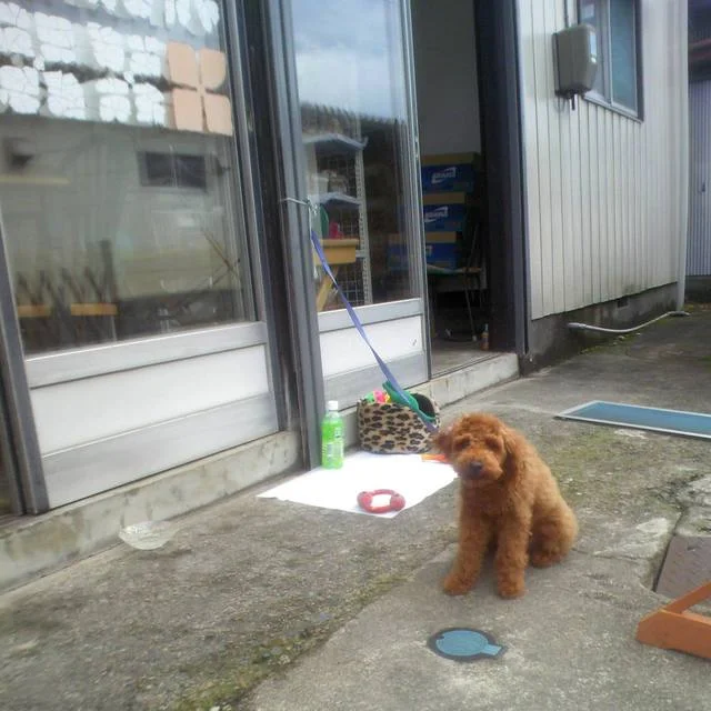 堂本商店 - 大曲（たい焼き・大判焼き）の写真