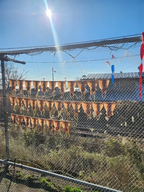 磯舟焼いか - 岩館（日本料理）の写真