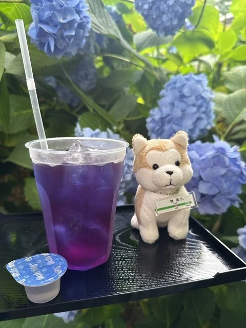 あじさいカフェ - 男鹿市その他（カフェ）の写真