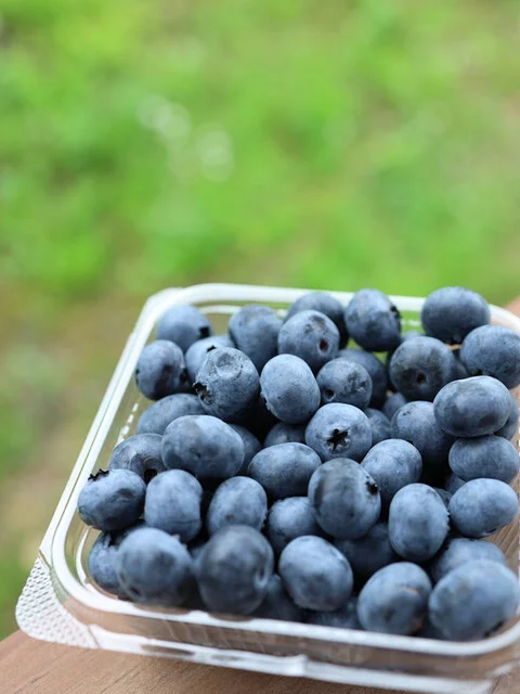 蔵王ブルーベリー農園 レストハウス - 蔵王町その他（カフェ）の写真