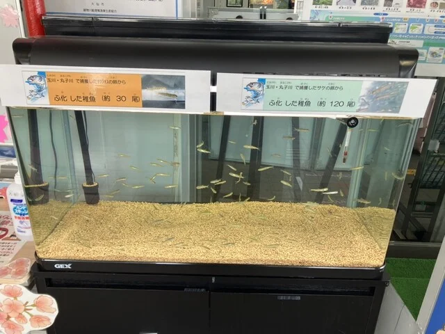 はなまるうどん イオンモール大曲店 - 飯詰（うどん）の写真