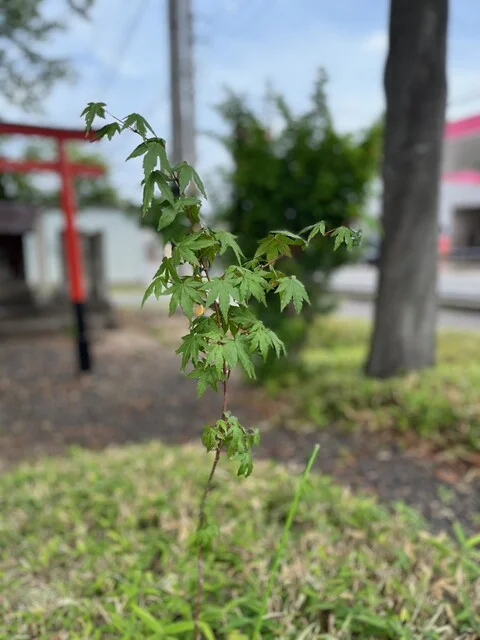 吉亭（よしてい） - 南米沢（ステーキ）の写真