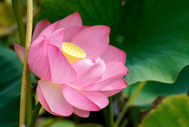 寛文五年堂 秋田店 - 秋田（うどん）の写真