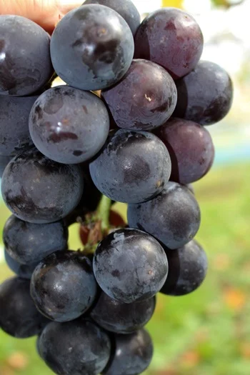 我妻観光果樹園（ワガツマカンコウカジュエン） - 関根（その他）の写真